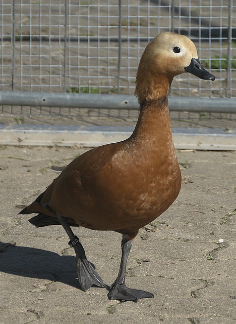 足球哲学