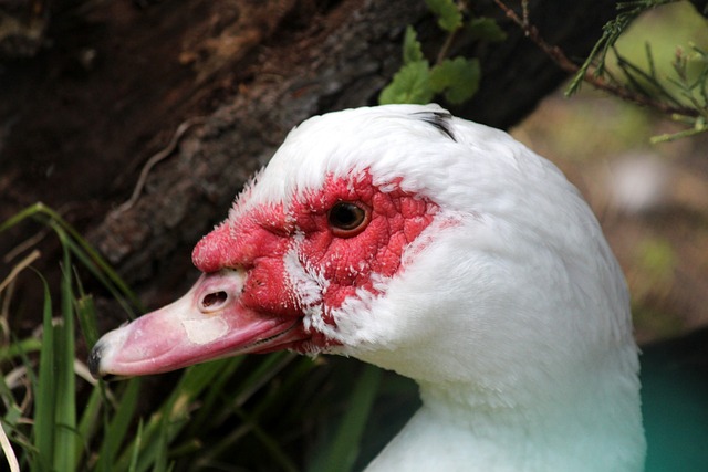 迷的打坐行 迷的打坐行