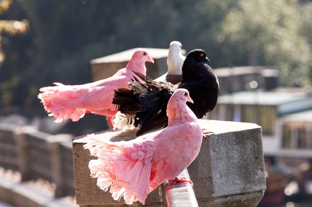 里竞技时 里竞技时