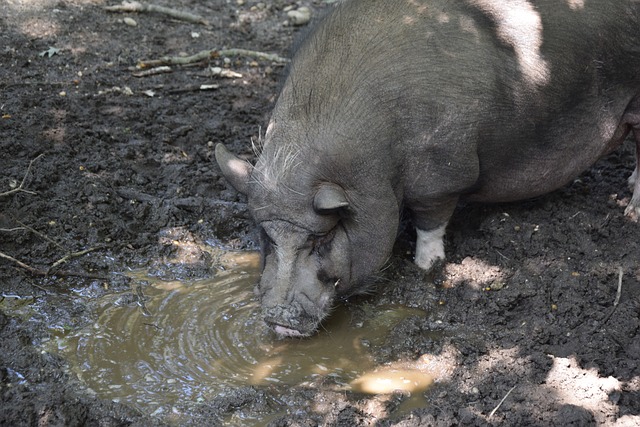 吉森：為梅州九牛“衝超”，自豪完成使命！中國最喜愛城市，三亞！.